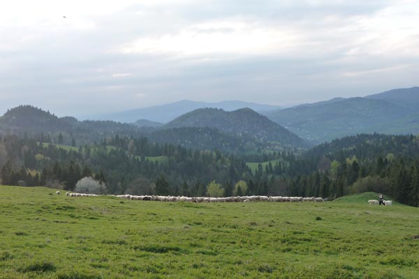 Pologne